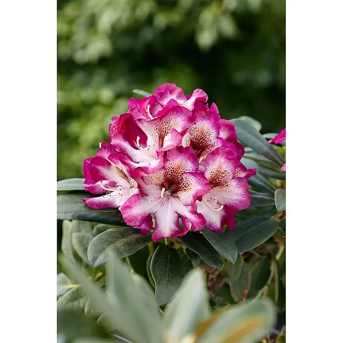 Pflanzen für dich Rhododendron 30-40 cm - Rhododendron Hybride 'Hans Hachmann', Blütenfarbe: Rot - Leuchtend pink-weiße Rhododendronblüten mit gesprenkelten Kehlen.