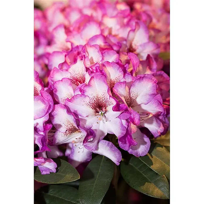 Pflanzen für dich Rhododendron 30-40 cm - Rhododendron Hybride 'Hans Hachmann', Blütenfarbe: Rot - Nahaufnahme leuchtend pink-weißer Rhododendronblüten mit dunklen Sprenkeln und grünen Blättern.