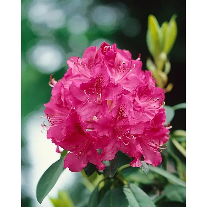 Pflanzen für dich Rhododendron 100-120 cm - Rhododendron 'Dr. H. C. Dresselhuys', Blütenfarbe: Rosa - Leuchtend rosa Rhododendronblüten mit dunkelrosa gesprenkelten Mitten.