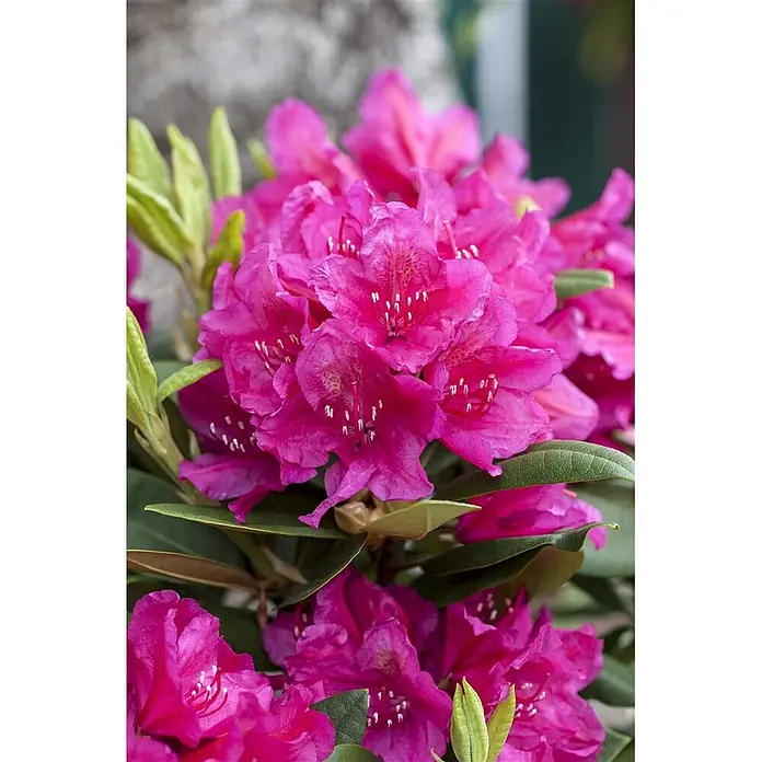 Pflanzen für dich Rhododendron 100-120 cm - Rhododendron 'Dr. H. C. Dresselhuys', Blütenfarbe: Rosa - Nahaufnahme von leuchtend rosafarbenen Rhododendronblüten in voller Blüte mit grünen Blättern.