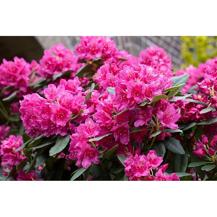 Pflanzen für dich Rhododendron 100-120 cm - Rhododendron 'Dr. H. C. Dresselhuys', Blütenfarbe: Rosa - Leuchtend pinkfarbene Rhododendronblüten in voller Pracht, mit sattgrünen Blättern.