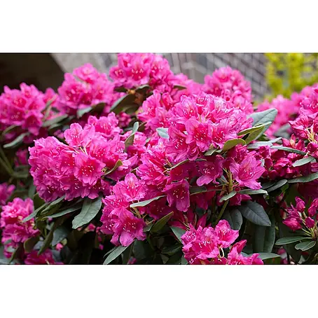 Pflanzen für dich  Rhododendron Rhododendron