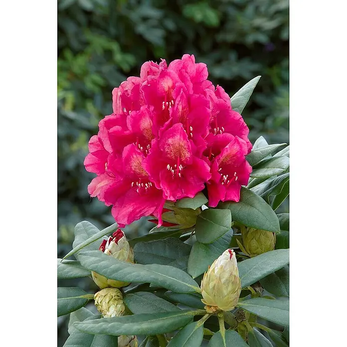 Pflanzen für dich Rhododendron 100-120 cm - Rhododendron 'Dr. H. C. Dresselhuys', Blütenfarbe: Rosa - Leuchtend pinke Rhododendronblüten in voller Blüte mit geschlossenen Knospen.