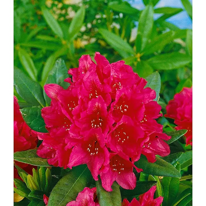 Pflanzen für dich Rhododendron 100-120 cm - Rhododendron 'Dr. H. C. Dresselhuys', Blütenfarbe: Rosa - Leuchtend pinkfarbene Rhododendronblüten blühen zwischen grünen Blättern.