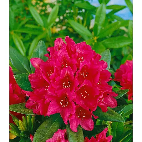 Rhododendren online kaufen bei BAUHAUS