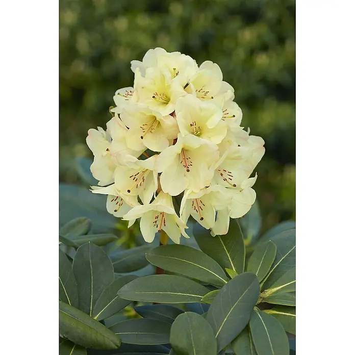 Pflanzen für dich Rhododendron 30-40 cm - Rhododendron × hybridum 'Goldinetta', Blütenfarbe: Gelb - Eine Traube cremefarbener Rhododendronblüten mit rotbraunen Markierungen, umgeben von dunkelgrünen Blättern.