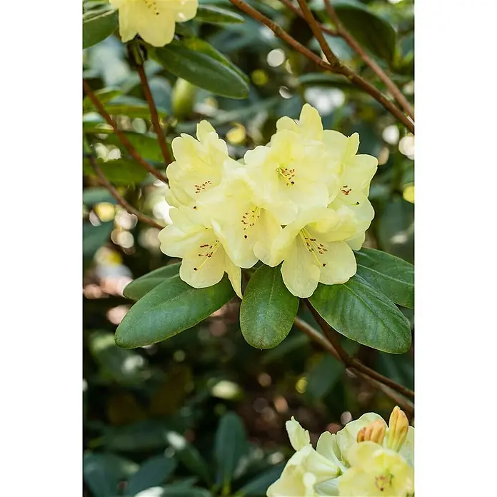 Pflanzen für dich Rhododendron 30-40 cm - Rhododendron × hybridum 'Goldinetta', Blütenfarbe: Gelb - Ein Blütenstand hellgelber Rhododendronblüten mit rotbraunen Staubblättern, an einer Pflanze mit grünen Blättern.