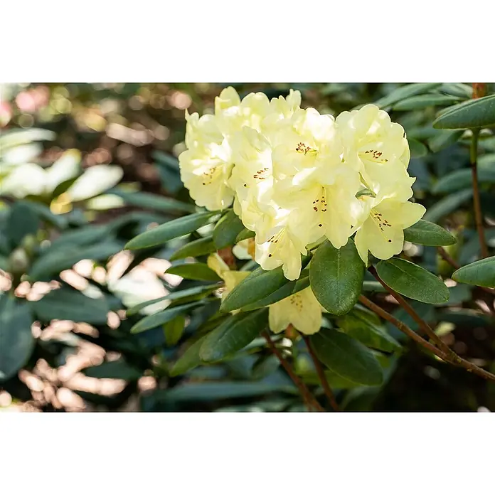 Pflanzen für dich Rhododendron 30-40 cm - Rhododendron × hybridum 'Goldinetta', Blütenfarbe: Gelb - Leuchtend gelbe Rhododendronblüten mit rotbraunen Staubgefäßen, blühend an einem grünblättrigen Strauch.