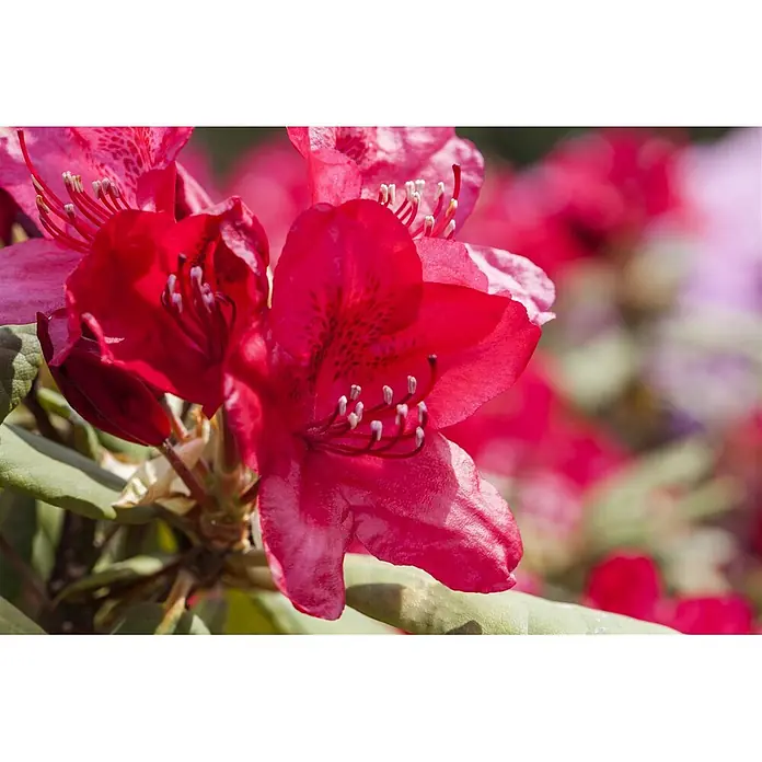 Pflanzen für dich Rhododendron 40-50 cm - Rhododendron 'Hachm.Feuerschein', Blütenfarbe: Rot - Nahaufnahme leuchtend roter Rhododendronblüten mit weiß gespitzten Staubgefäßen, umgeben von grünen Blättern und verschwommenen roten Blüten.