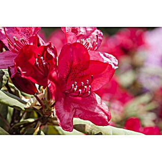 stechpalme online kaufen Ilex crenata main image 1