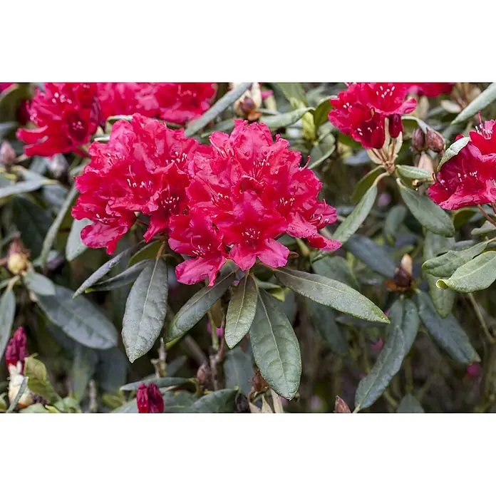 Pflanzen für dich Rhododendron 40-50 cm - Rhododendron 'Hachm.Feuerschein', Blütenfarbe: Rot - Lebhaft rote Rhododendronblüten blühen an einem Strauch mit dunkelgrünen Blättern.