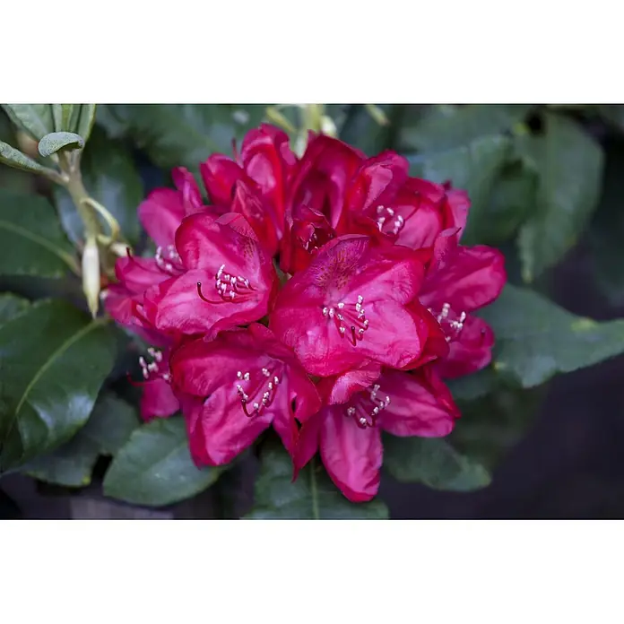 Pflanzen für dich Rhododendron 40-50 cm - Rhododendron 'Hachm.Feuerschein', Blütenfarbe: Rot - Leuchtend fuchsienfarbene Rhododendronblüten mit weißen Staubblättern.