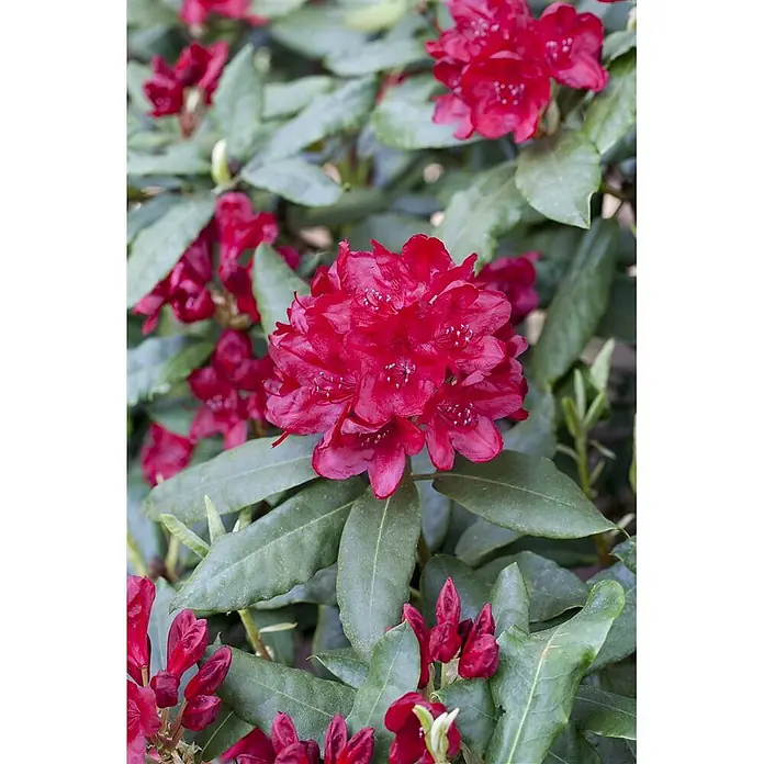 Pflanzen für dich Rhododendron 40-50 cm - Rhododendron 'Hachm.Feuerschein', Blütenfarbe: Rot - Lebhafte rote Rhododendronblüten in voller Blüte zwischen grünen Blättern.