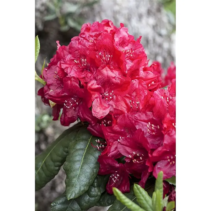 Pflanzen für dich Rhododendron 40-50 cm - Rhododendron 'Hachm.Feuerschein', Blütenfarbe: Rot - Gruppe leuchtend roter Rhododendronblüten mit sichtbaren Staubgefäßen und dunkelgrünen Blättern.