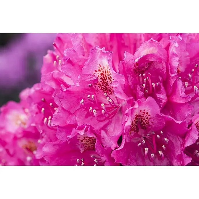 Pflanzen für dich Rhododendron 40-50 cm - Rhododendron 'Hachm.Feuerschein', Blütenfarbe: Rot - Nahaufnahme leuchtend pinker Blüten mit gesprenkelten Blütenblättern und auffälligen weißen Staubgefäßen.