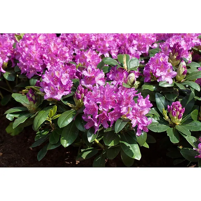 Pflanzen für dich Rhododendron 40-50 cm - Rhododendron 'Pink Purple Dream', Blütenfarbe: Rosa - Üppiger Busch leuchtend pinker Rhododendronblüten mit grünen Blättern und Knospen im Sonnenlicht.