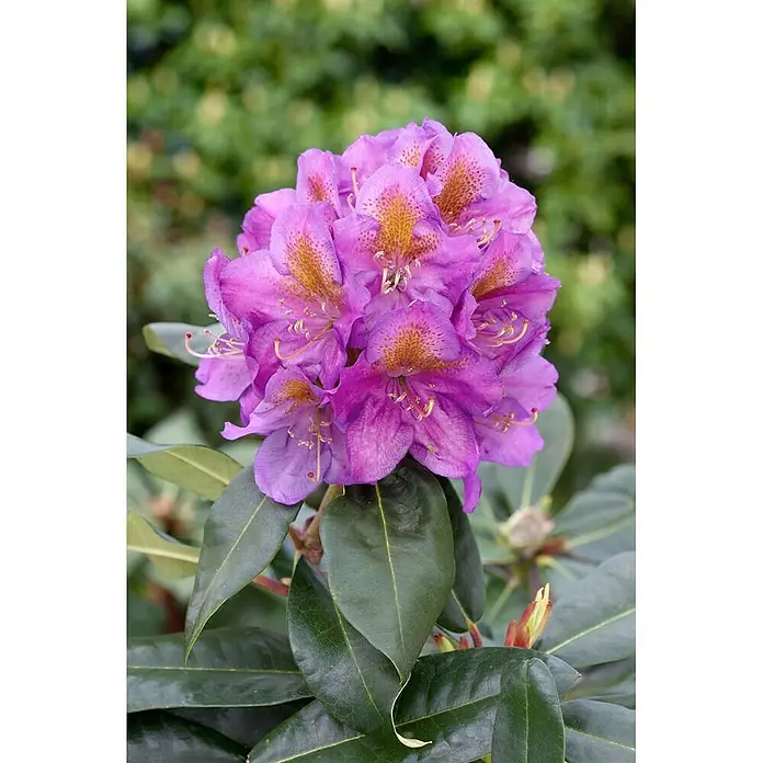 Pflanzen für dich Rhododendron 40-50 cm - Rhododendron 'Pink Purple Dream', Blütenfarbe: Rosa - Gruppe leuchtend violetter Rhododendronblüten mit orangen Sprenkeln, umgeben von dunkelgrünen Blättern.