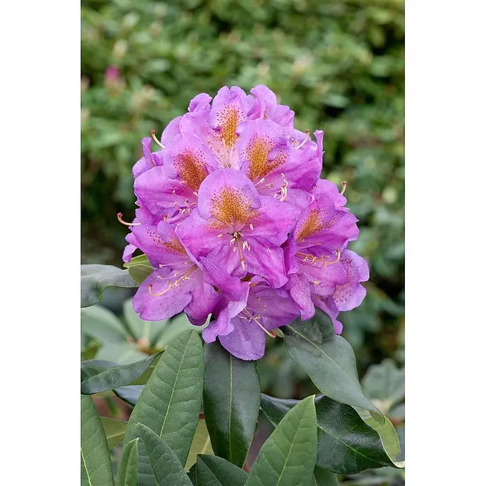 Pflanzen für dich Rhododendron 40-50 cm - Rhododendron 'Pink Purple Dream', Blütenfarbe: Rosa - Nahaufnahme einer leuchtend violetten Rhododendron-Blütendolde mit orangebraun gesprenkelten Kehlen und dunkelgrünen Blättern.