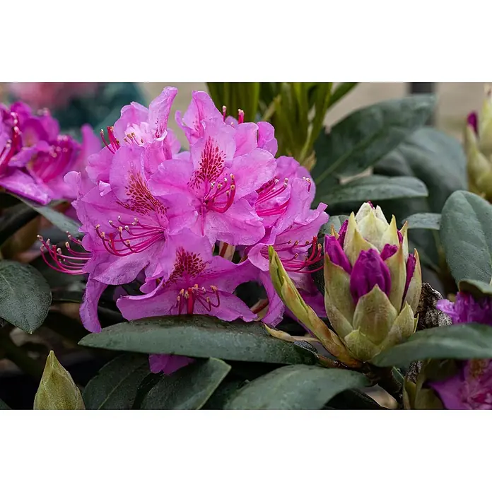 Pflanzen für dich Rhododendron 40-50 cm - Rhododendron 'Pink Purple Dream', Blütenfarbe: Rosa - Rosa Rhododendronblüten und ungeöffnete Knospen, eingebettet in grüne Blätter.