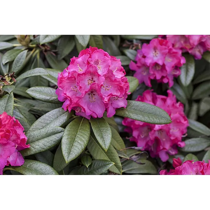 Pflanzen für dich Rhododendron 30-40 cm - Rhododendron Hybr. 'Nofretete', Blütenfarbe: Weiß - Leuchtend pinke Rhododendronblüten inmitten von sattgrünen Blättern.
