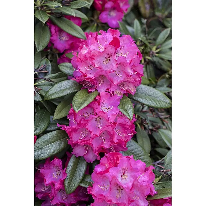 Pflanzen für dich Rhododendron 30-40 cm - Rhododendron Hybr. 'Nofretete', Blütenfarbe: Weiß - Büschel leuchtend rosa Rhododendronblüten zwischen dunkelgrünen Blättern.