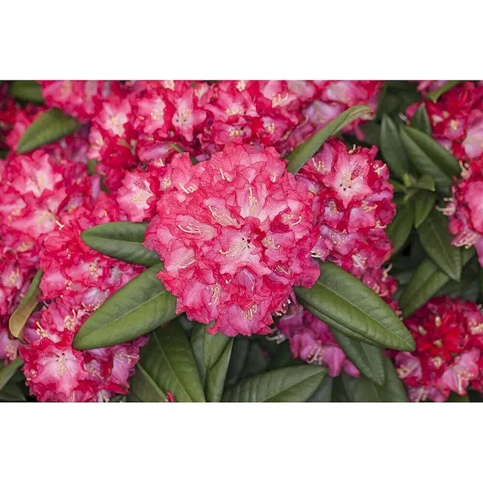 Pflanzen für dich Rhododendron 30-40 cm - Rhododendron Hybr. 'Nofretete', Blütenfarbe: Weiß - Leuchtend rosa Rhododendronblüten und dunkelgrüne Blätter.