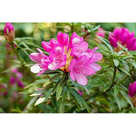 Pflanzen für dich  Rhododendron 40-50 cm