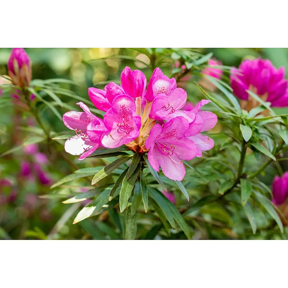 Pflanzen fr dich Rhododendron 40-50 cm online kaufen bei BAUHAUS
