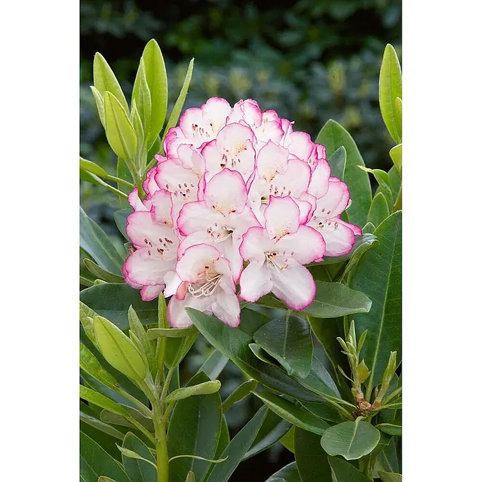 Pflanzen für dich Rhododendron 40-50 cm - Rhododendron Hybr. 'Picotee', Blütenfarbe: Mehrfarbig - Traube weiß-rosa Rhododendronblüten mit zarten Rändern und deutlichen Staubblättern, umgeben von grünen Blättern.