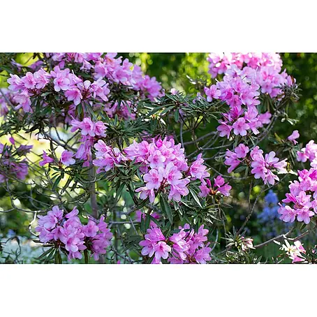 Pflanzen für dich  Rhododendron 30-40 cm