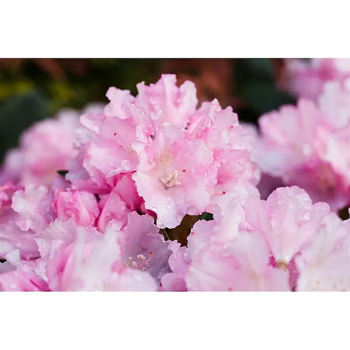 Pflanzen für dich Rhododendron 30-40 cm - Rhododendron yakushimanum 'Blurettia', Blütenfarbe: Rosa - Nahaufnahme von leuchtend rosa Blüten bedeckt mit glitzernden Wassertropfen.