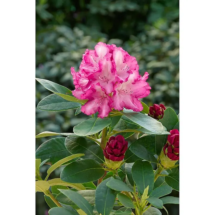 Pflanzen für dich Rhododendron 30-40 cm - Rhododendron yakushimanum 'Blurettia', Blütenfarbe: Rosa - Lebendige pink-weiße Rhododendronblüte in voller Blüte mit dunkelroten Knospen und grünen Blättern an einer Pflanze.