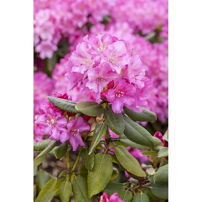 Pflanzen für dich Rhododendron 30-40 cm - Rhododendron yakushimanum 'Blurettia', Blütenfarbe: Rosa - Blühende rosa Rhododendronblüten mit grünen Blättern.