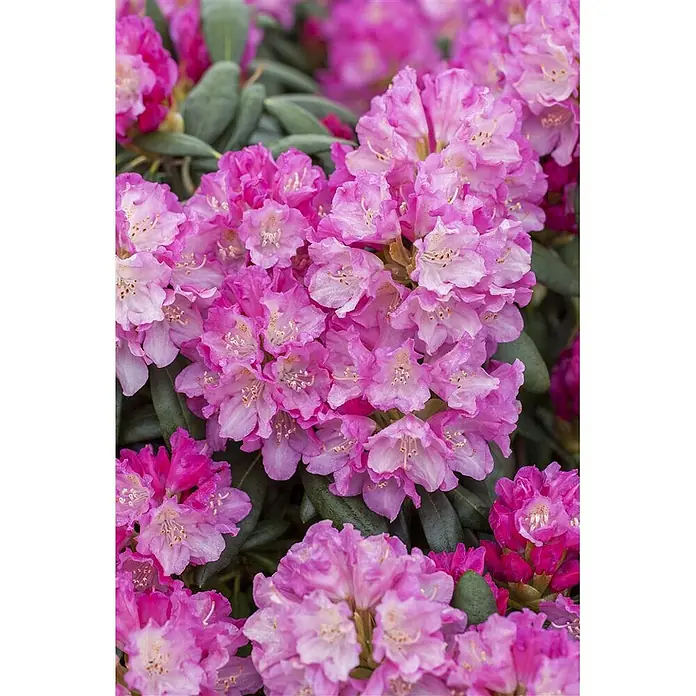 Pflanzen für dich Rhododendron 30-40 cm - Rhododendron yakushimanum 'Blurettia', Blütenfarbe: Rosa - Nahaufnahme leuchtend pinker Rhododendronblüten in voller Blüte, mit vielen Blütenständen.
