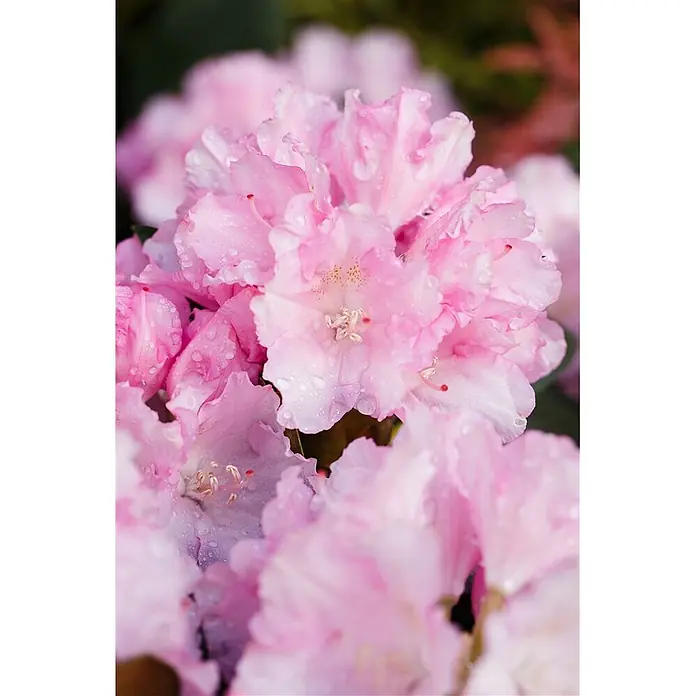 Pflanzen für dich Rhododendron 30-40 cm - Rhododendron yakushimanum 'Blurettia', Blütenfarbe: Rosa - Nahaufnahme leuchtend pinker Blüten mit zarten, von Wassertropfen bedeckten Blütenblättern.