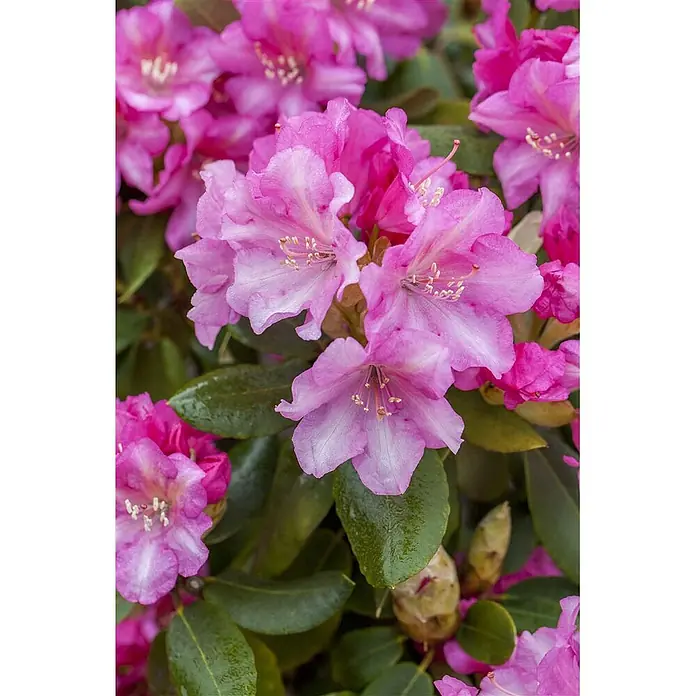 Pflanzen für dich Rhododendron 30-40 cm - Rhododendron yakushimanum 'Blurettia', Blütenfarbe: Rosa - Leuchtend rosa Rhododendronblüten mit weißer Mitte, blühend zwischen grünen Blättern.