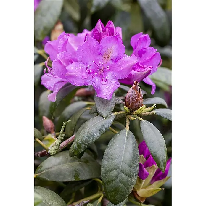 Pflanzen für dich Rhododendron 30-40 cm - Rhododendron 'Alfred', Blütenfarbe: Violett - Leuchtend violette Rhododendronblüten mit glitzernden Wassertropfen, umgeben von grünen Blättern und einer Knospe.