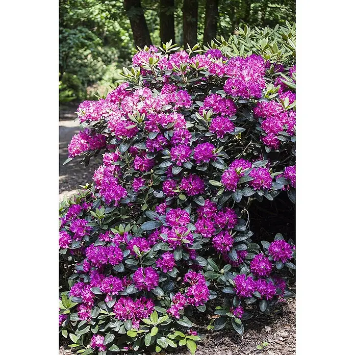 Pflanzen für dich Rhododendron 30-40 cm - Rhododendron 'Alfred', Blütenfarbe: Violett - Lila Rhododendronbusch mit üppigen, leuchtenden Blüten und dunkelgrünen Blättern.