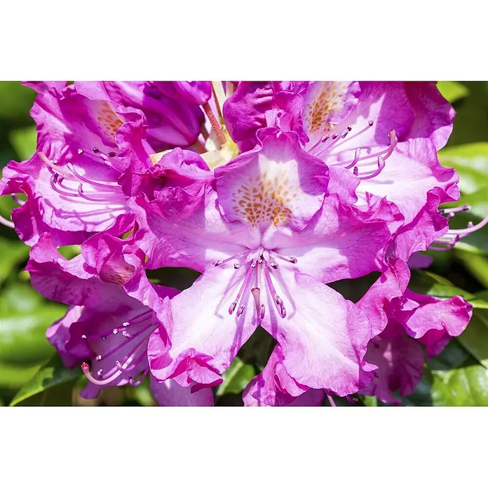 Pflanzen für dich Rhododendron 30-40 cm - Rhododendron 'Alfred', Blütenfarbe: Violett - Nahaufnahme von leuchtend rosa-weißen Rhododendronblüten mit orange gesprenkelter Mitte und auffälligen Staubblättern.