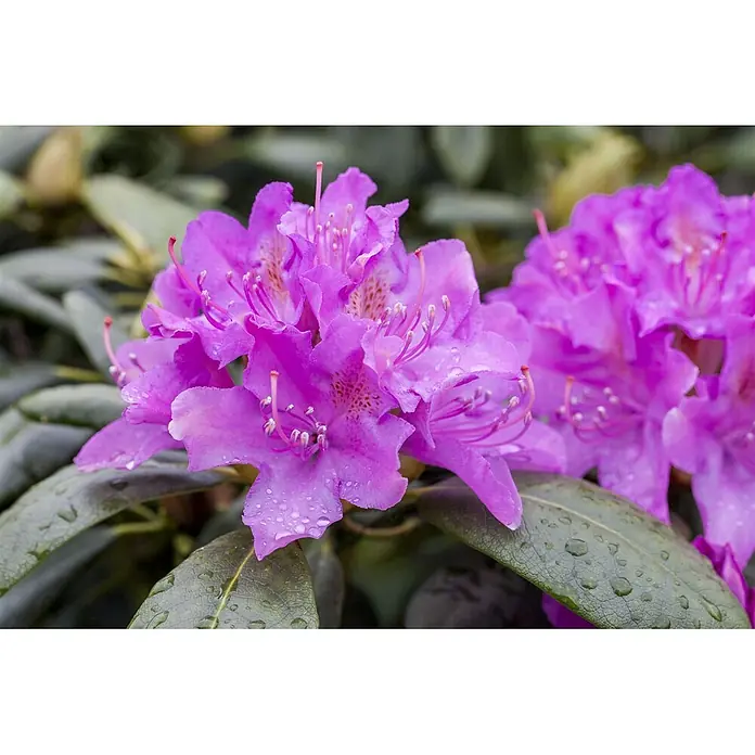 Pflanzen für dich Rhododendron 30-40 cm - Rhododendron 'Alfred', Blütenfarbe: Violett - Nahaufnahme von leuchtend lila Rhododendronblüten mit Wassertropfen, umgeben von grünen Blättern.