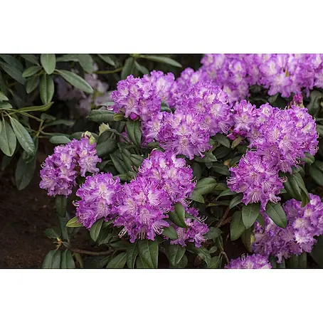 Pflanzen für dich  Rhododendron 30-40 cm