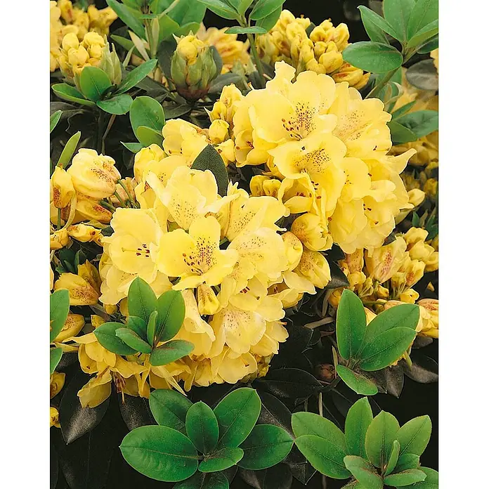 Pflanzen für dich Rhododendron 30-40 cm - Rhododendron 'Goldkrone', Blütenfarbe: Gelb - Leuchtend gelbe Blüten mit rötlichen Sprenkeln und dunkelgrünen Blättern an einem blühenden Strauch.