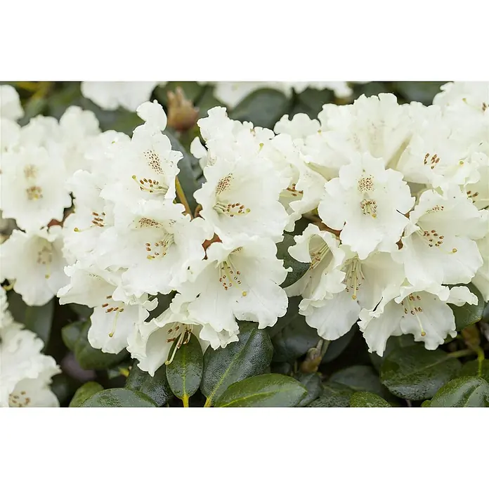 Pflanzen für dich Rhododendron 30-40 cm - Rhododendron 'Goldkrone', Blütenfarbe: Gelb - Weiße Blüten mit gesprenkelten Mitten und prominenten Staubblättern, in Büscheln zwischen grünen Blättern.