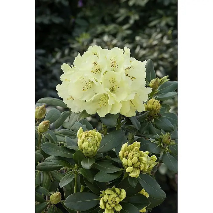 Pflanzen für dich Rhododendron 30-40 cm - Rhododendron 'Goldkrone', Blütenfarbe: Gelb - Hellgelbe Rhododendronblüten mit rotbraunen Sprenkeln, umgeben von dunkelgrünen Blättern und Knospen.