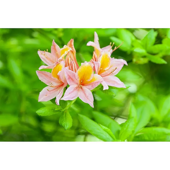 Pflanzen für dich Rhododendron 30-40 cm - Rhododendron luteum 'Josephine Klinger', Blütenfarbe: Gelb - Gruppe rosafarbener Blumen mit leuchtend gelben Mitten, ähnlich Azaleen.