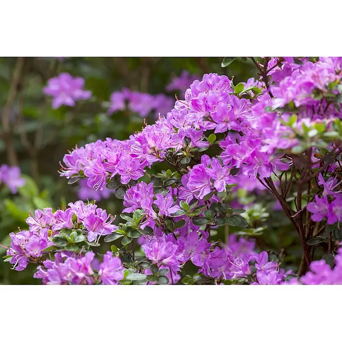 Pflanzen für dich Rhododendron 30-40 cm - Rhododendron 'Homer', Blütenfarbe: Rot - Lebendige violette Blüten blühen in Büscheln an einer grünblättrigen Pflanze.