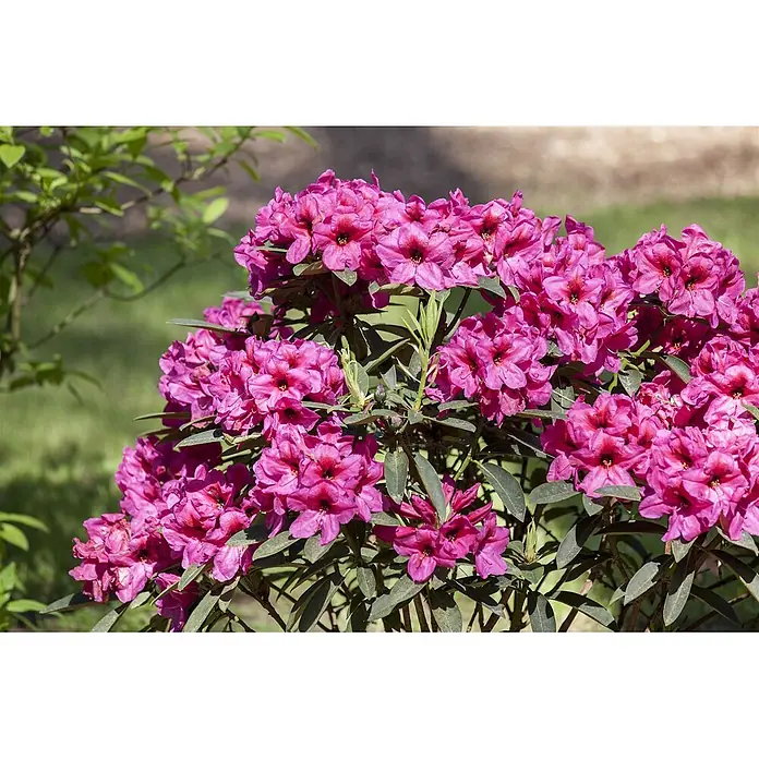 Pflanzen für dich Rhododendron 30-40 cm - Rhododendron 'Homer', Blütenfarbe: Rot - Ein leuchtender Rhododendronbusch in voller Blüte, mit Büscheln aus hellrosa und magentafarbenen Blüten mit dunkelroten Zentren und dunkelgrünen Blättern.