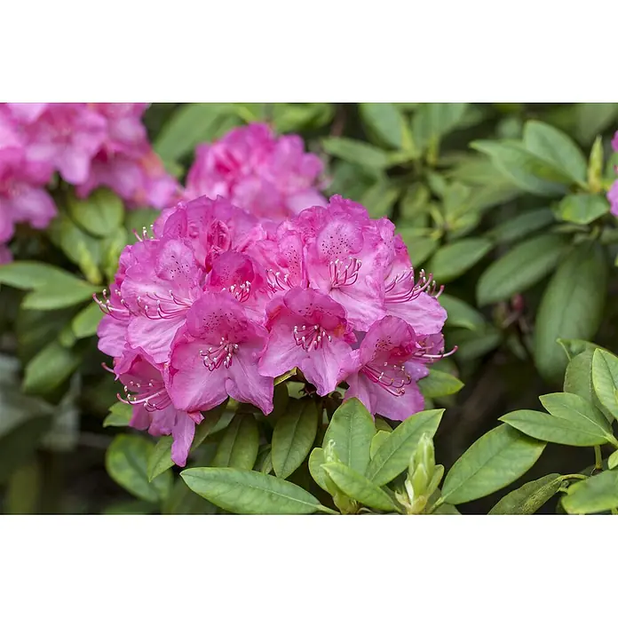 Pflanzen für dich Rhododendron 30-40 cm - Rhododendron 'Homer', Blütenfarbe: Rot - Kräftig rosafarbene Rhododendronblüten in einem Cluster, mit sichtbaren Staubgefäßen und gesprenkelten Blütenblättern, umgeben von grünen Blättern.