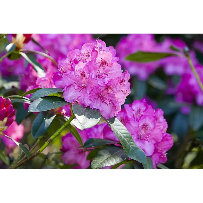 Pflanzen für dich Rhododendron 30-40 cm - Rhododendron 'Homer', Blütenfarbe: Rot - Lebendige rosa Rhododendronblüten in voller Blüte inmitten dunkelgrüner Blätter, mit weiteren unscharfen Blüten im Hintergrund.