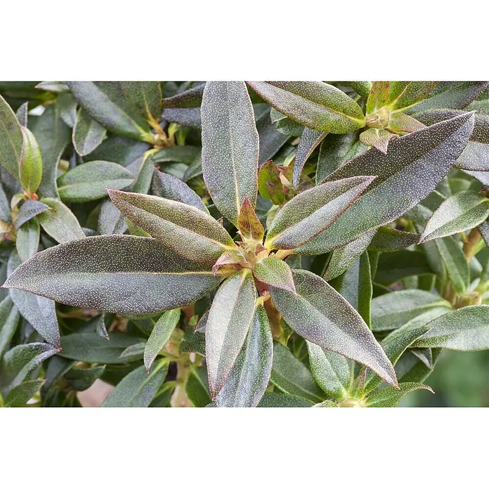 Pflanzen für dich Rhododendron 30-40 cm - Rhododendron 'Homer', Blütenfarbe: Rot - Nahaufnahme von dunkelgrünen, immergrünen Blättern mit rötlichen Rändern und gesprenkelter Textur.